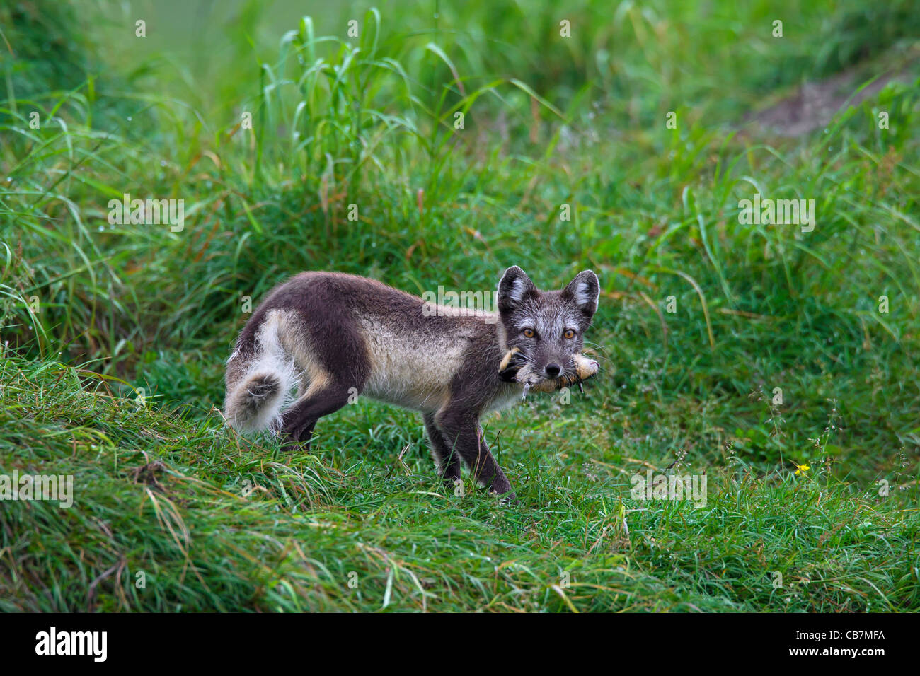 Arctic fox (Vulpes lagopus / Alopex lagopus) with caught Norway lemming (Lemmus lemmus) in mouth on the tundra, Lapland, Sweden Stock Photo