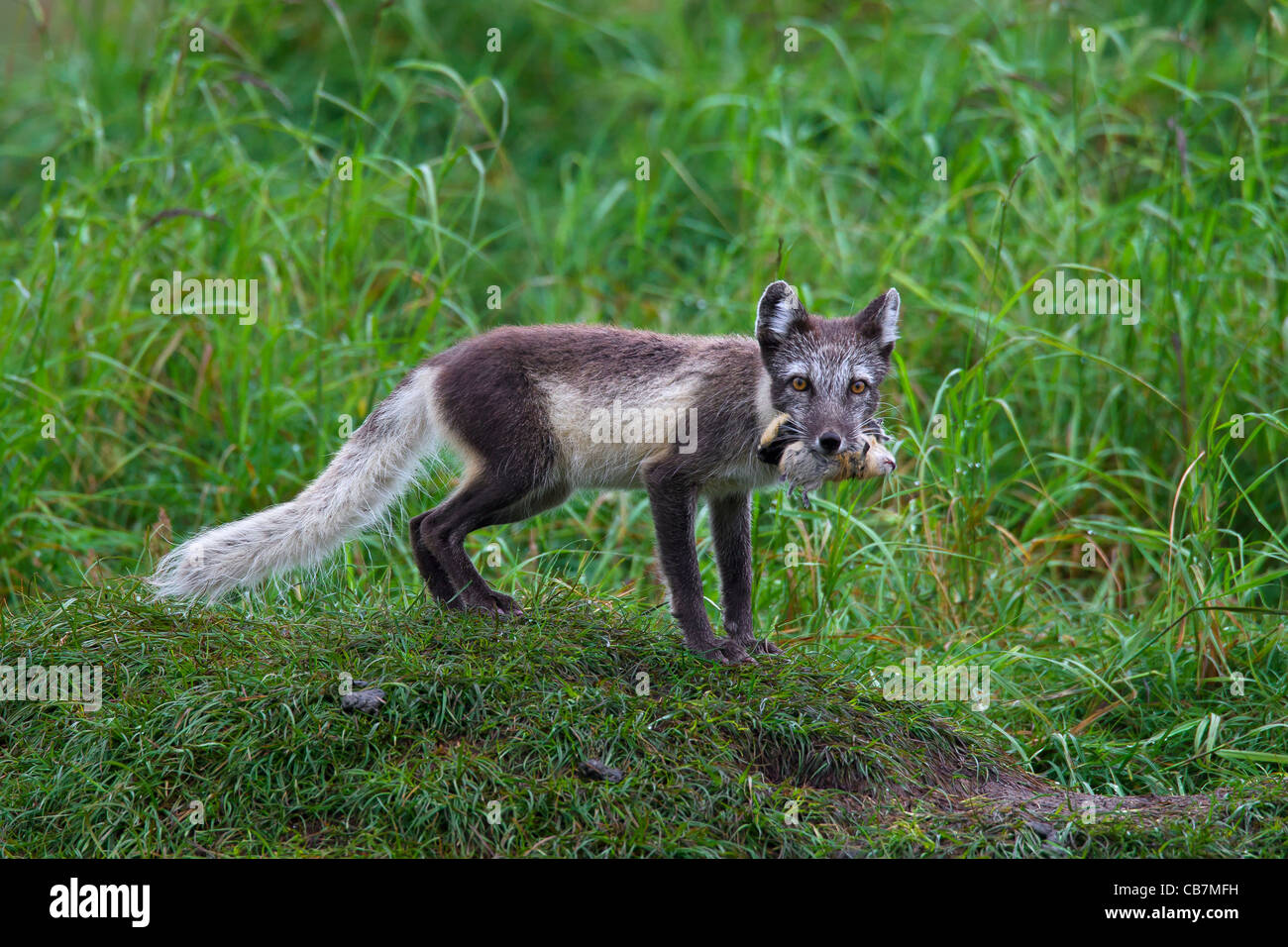 Arctic fox (Vulpes lagopus / Alopex lagopus) with caught Norway lemming (Lemmus lemmus) in mouth on the tundra, Lapland, Sweden Stock Photo