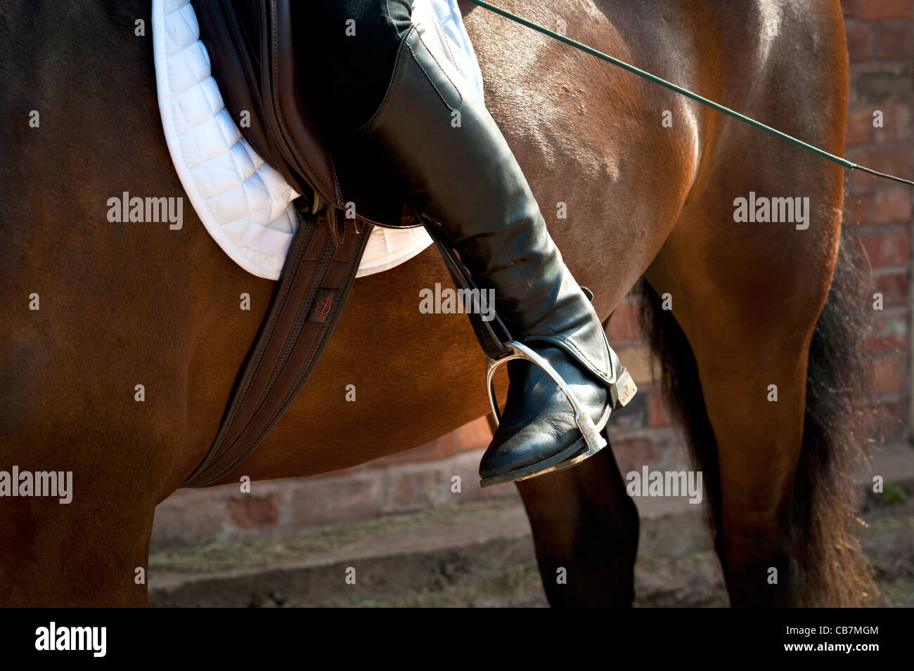 close up of riding boots and foot in stirrups on a brown horse Stock