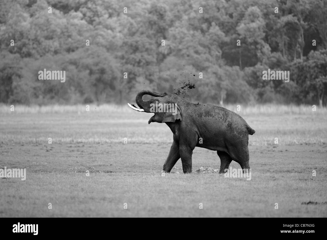 Elephants at Dhikala in Jim Corbett Tiger Reserve, India. ( Elephas  maximus ) Stock Photo