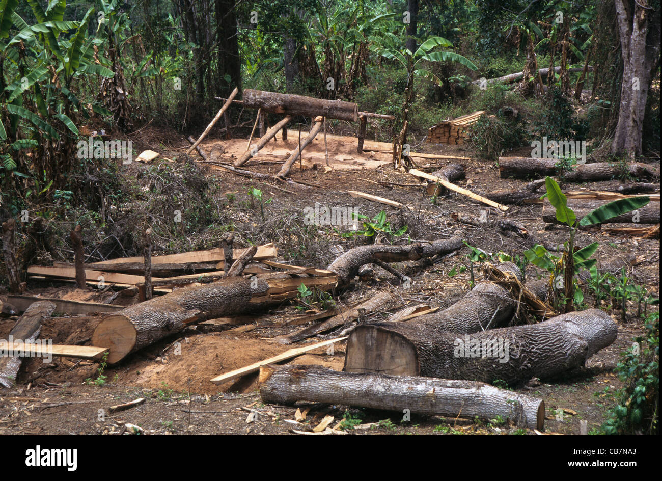 Cutting trees for timber on the border of Amani Reserve Usambara Mountains Tanzania Stock Photo