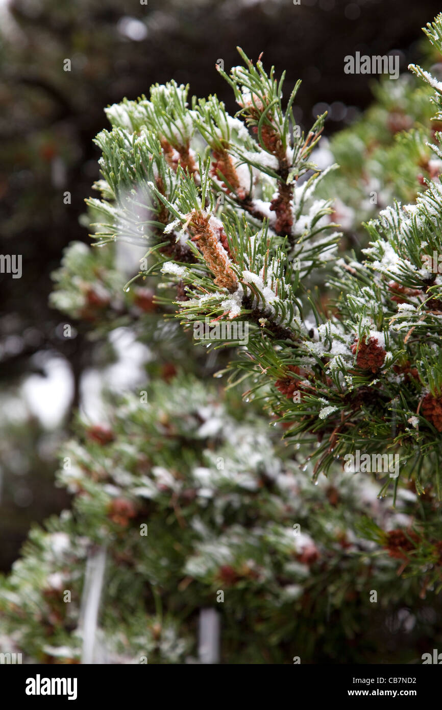 Snow Pine Tree High Resolution Stock Photography and Images - Alamy