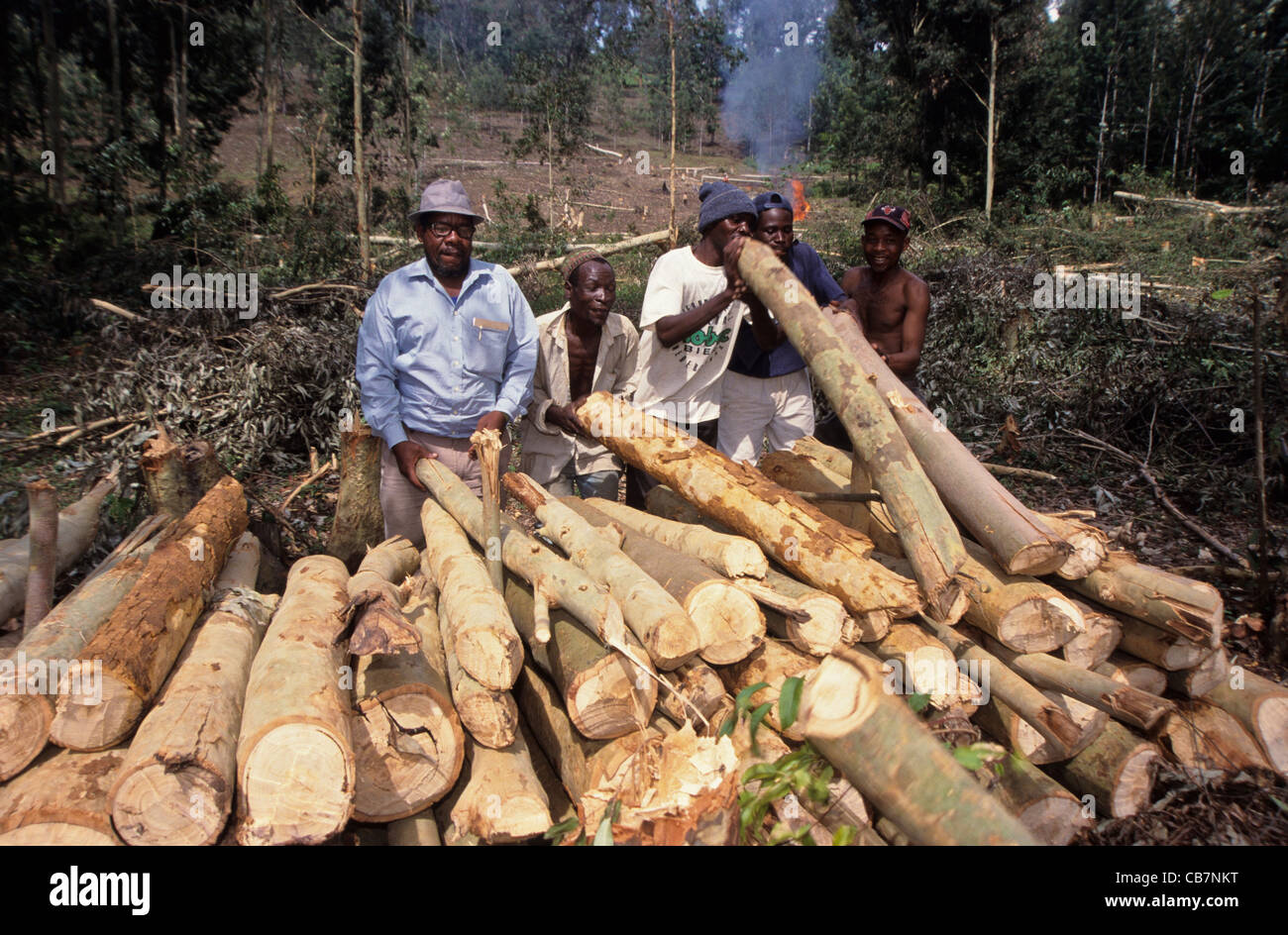 Pile of Eucalyptus logs and workers in a clear cutting area in Lushoto Usambara Mountains Tanzania Stock Photo