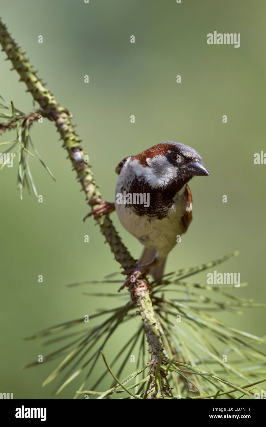 House Sparrow (Passer domesticus) Male Stock Photo