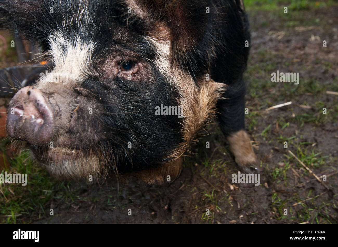 A litter of New Zealand Kune Kune piglets Stock Photo