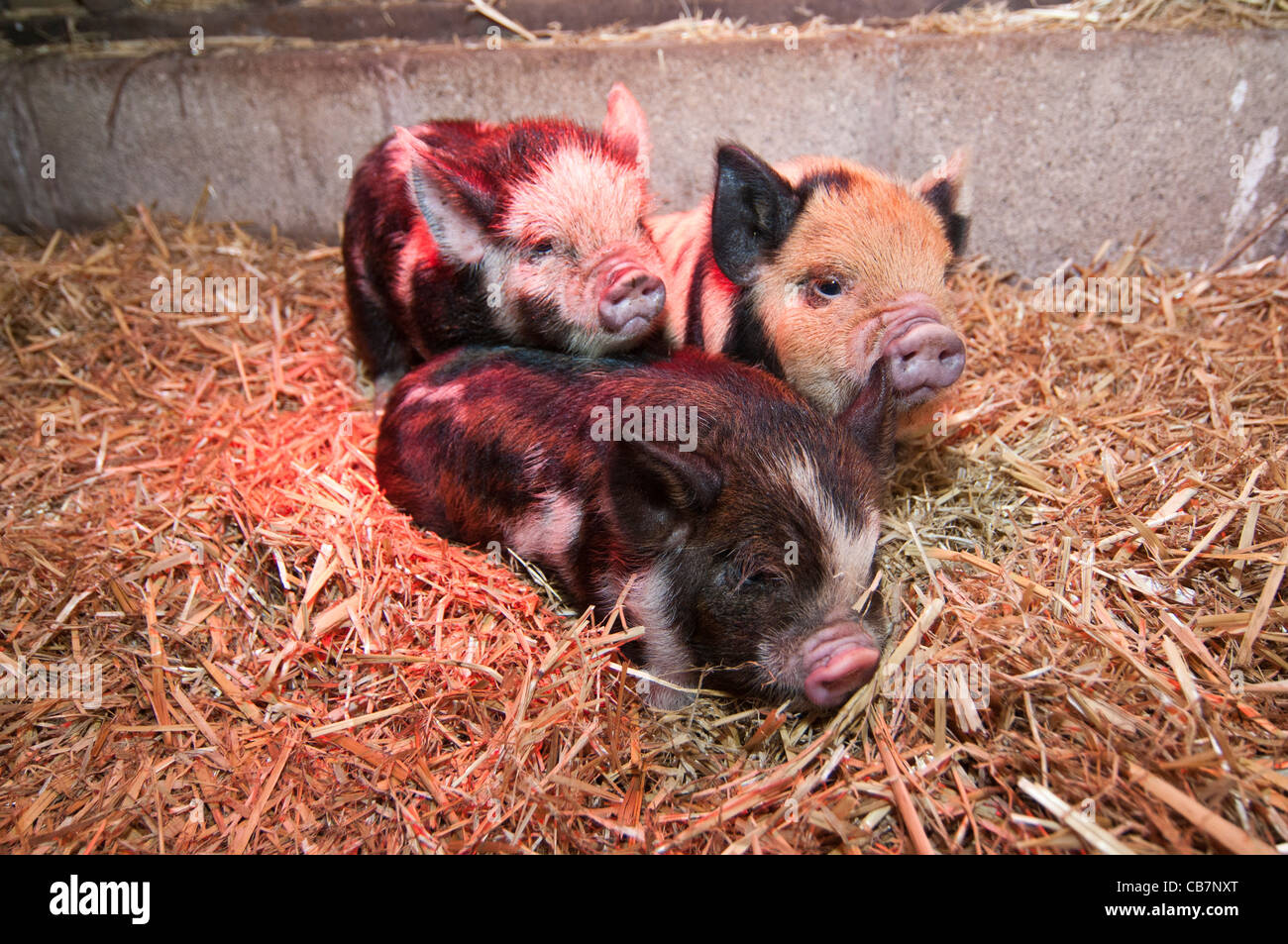 A litter of New Zealand Kune Kune piglets Stock Photo