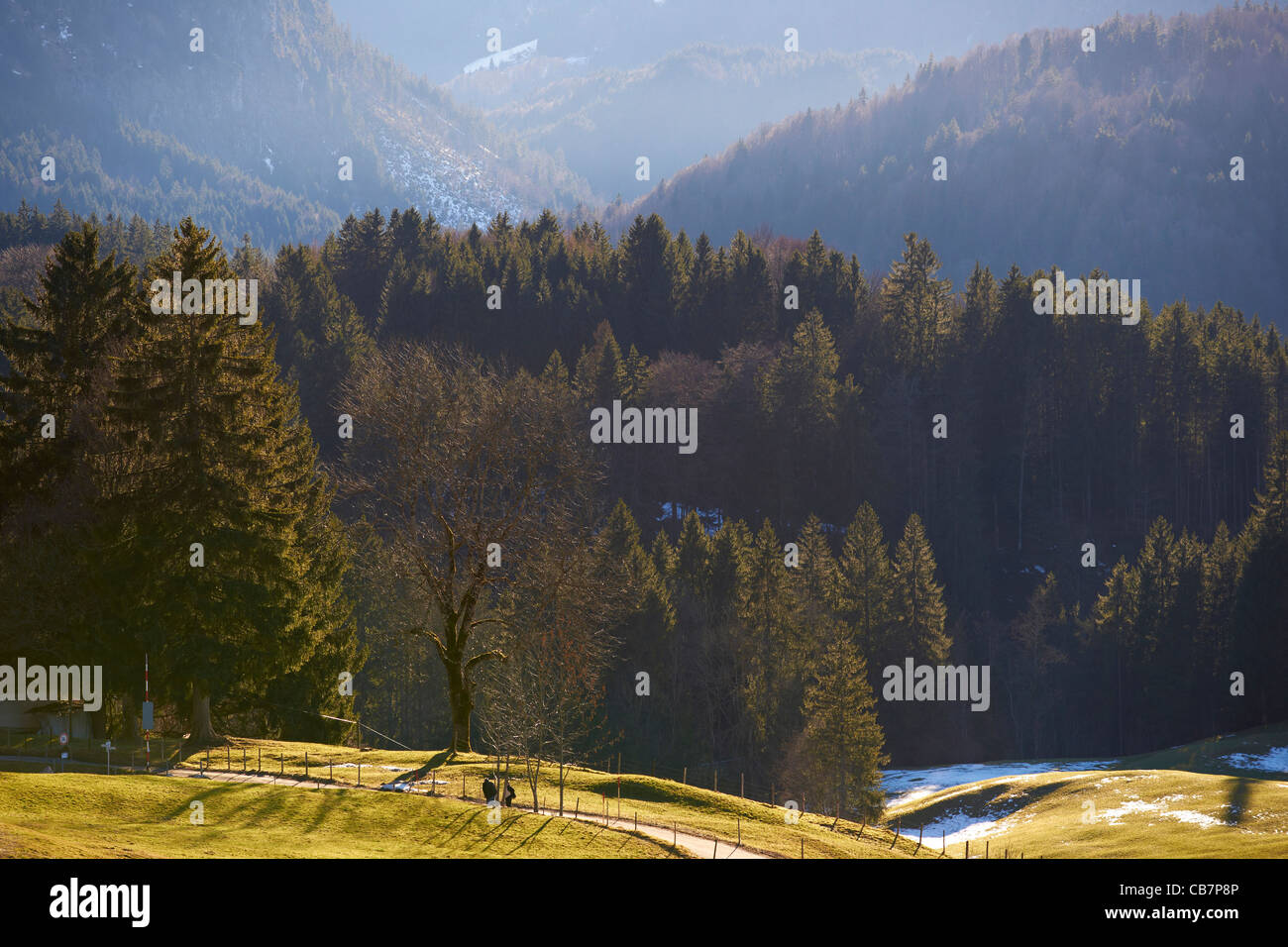 Pine trees hills and valley Stock Photo