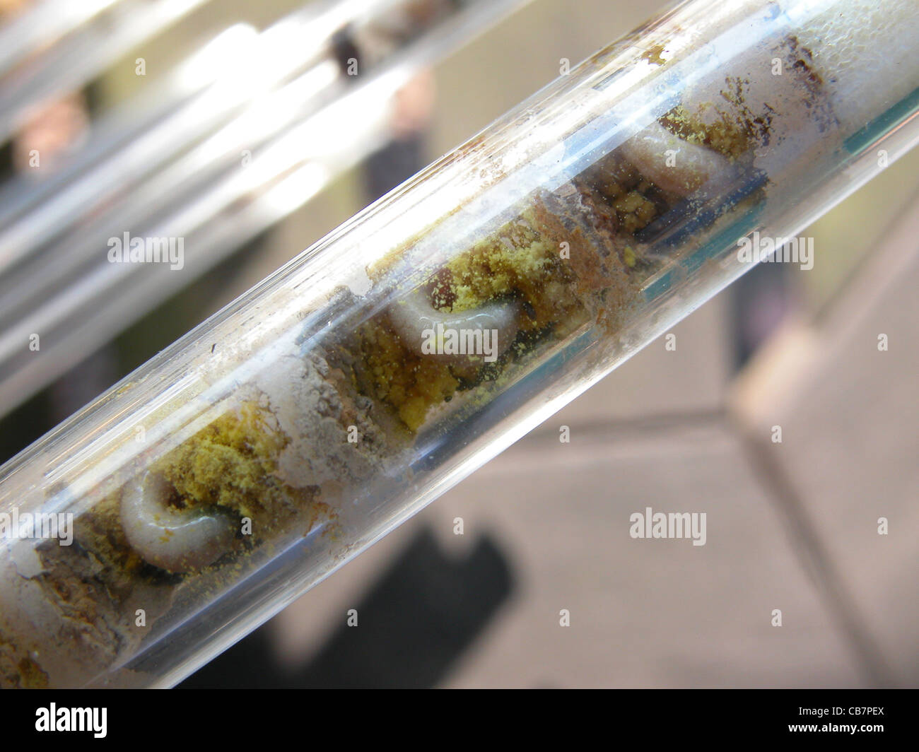 Egg larva pupa bee hi-res stock photography and images - Alamy