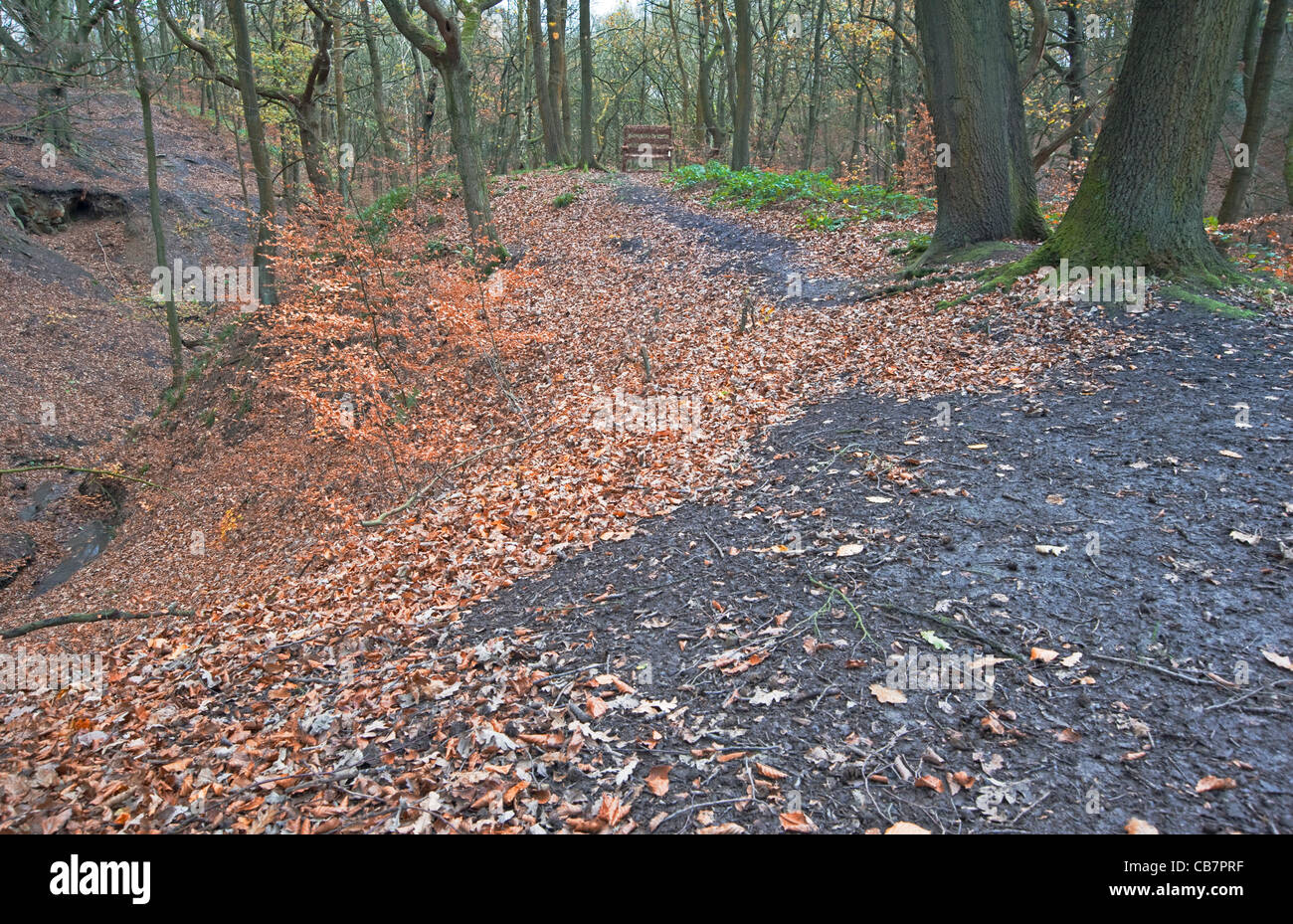 Elnup; Wood; Shevington; Wigan; Lancashire Stock Photo Alamy