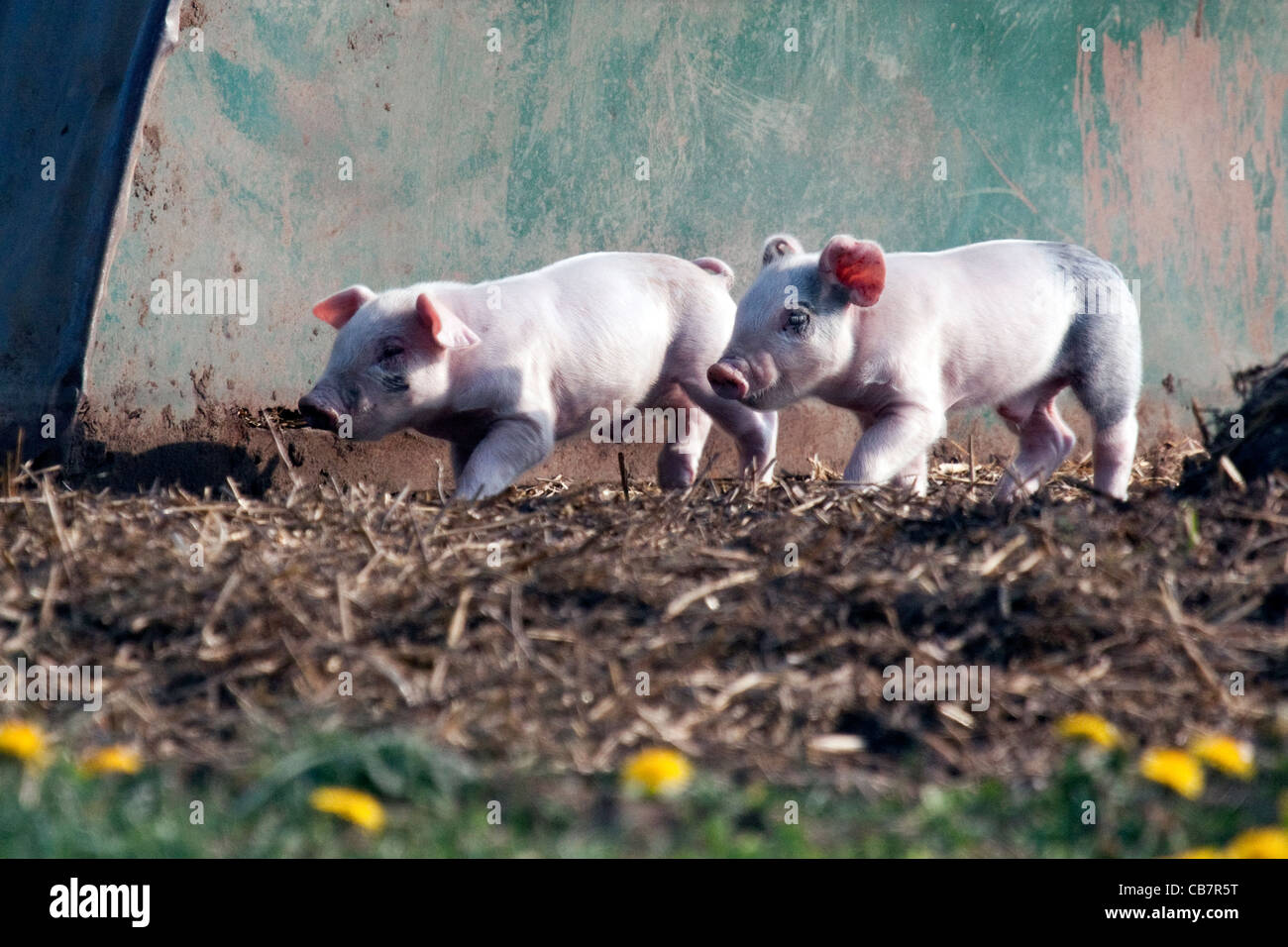 Piglets Stock Photo