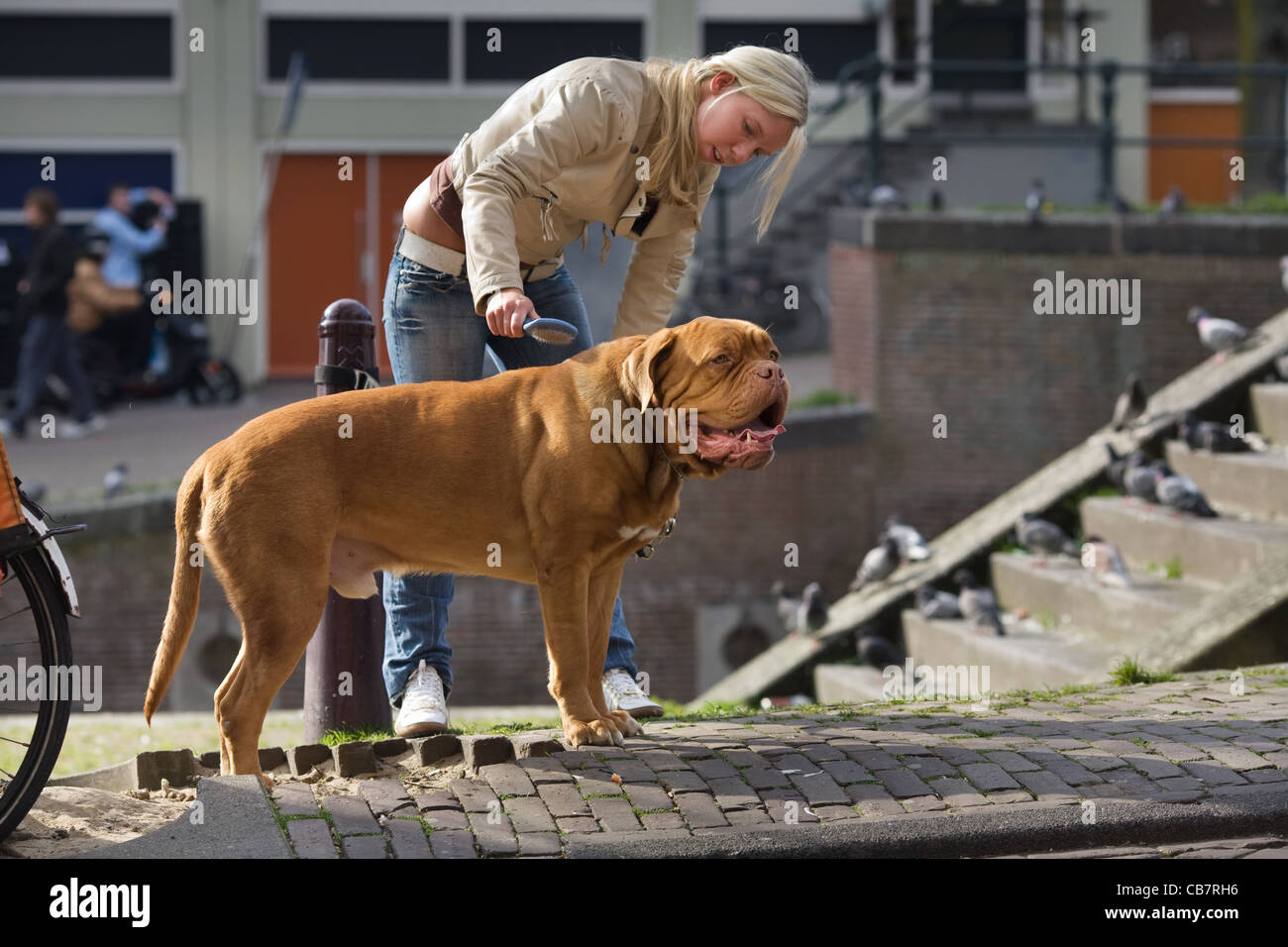 A young girl brushing her dog in the Singel, Amsterdam, The Netherlands Stock Photo