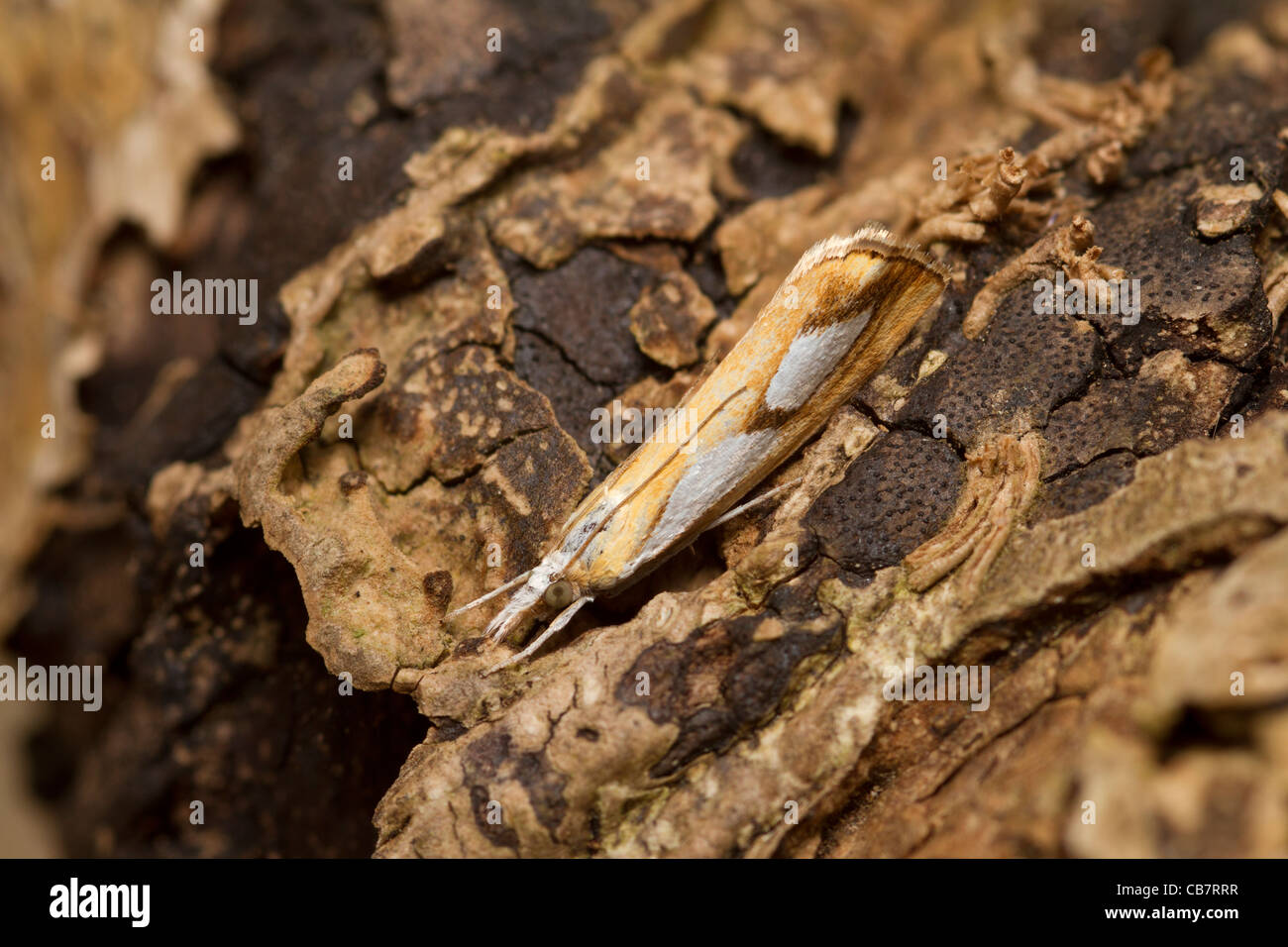 Catoptria pinella Stock Photo