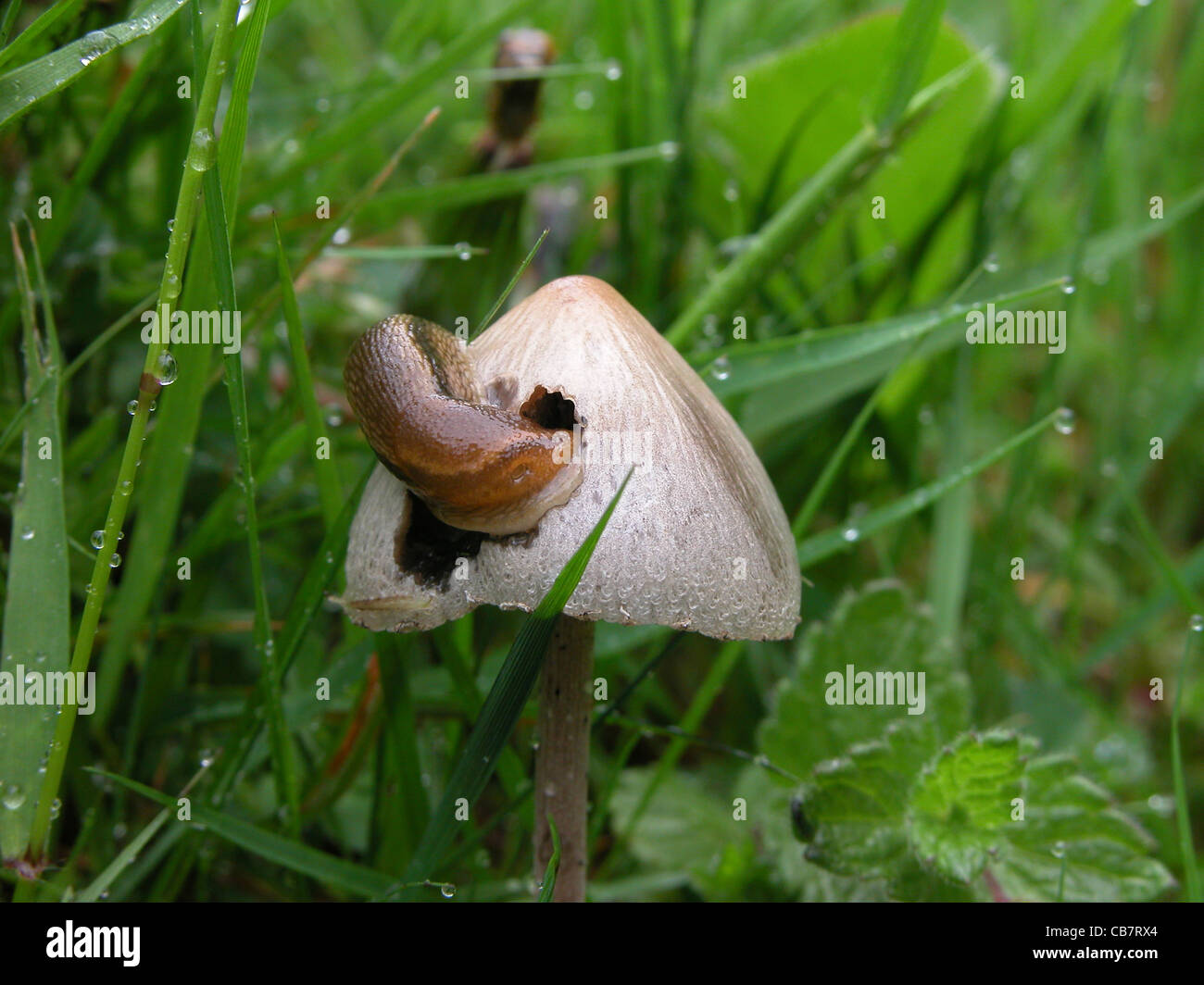 slug on fungus Stock Photo