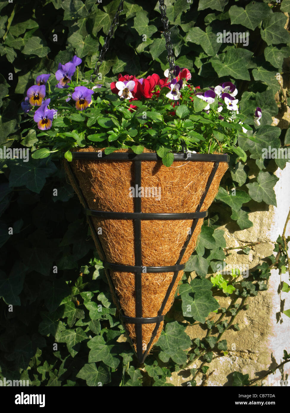 Hanging basket flowers hi-res stock photography and images - Alamy