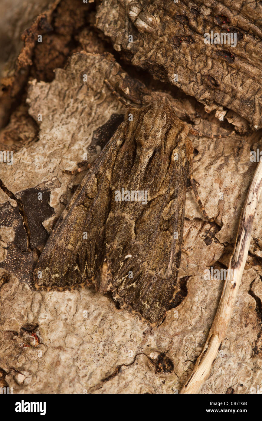 Dark Arches (Apamea monoglypha) moth Stock Photo