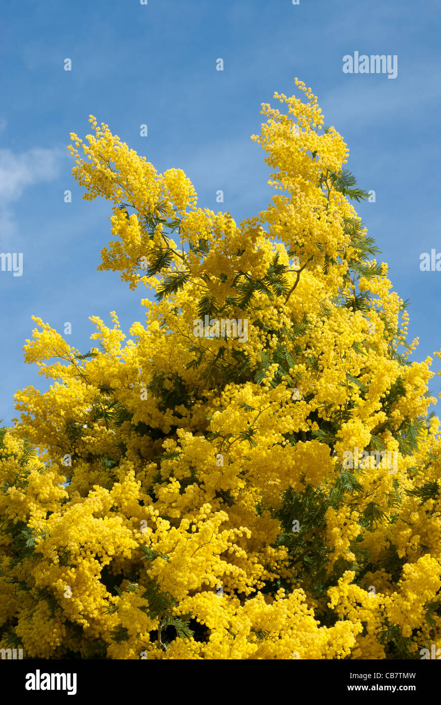 Mimosa photographed from below with blue sky Stock Photo