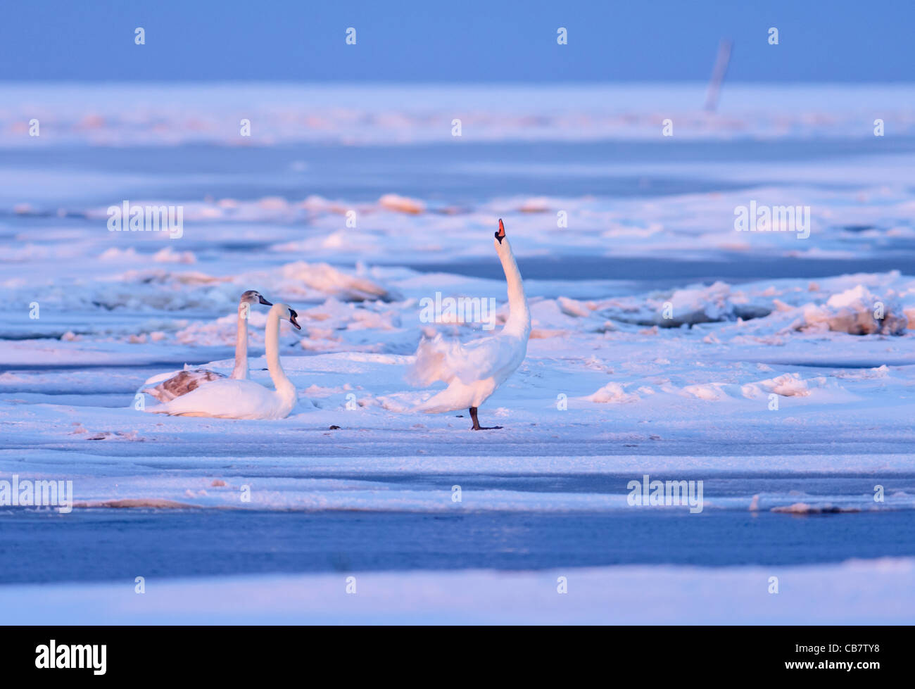 Mute Swan family on frozen saltmarsh at daybreak, Northumberland. Stock Photo