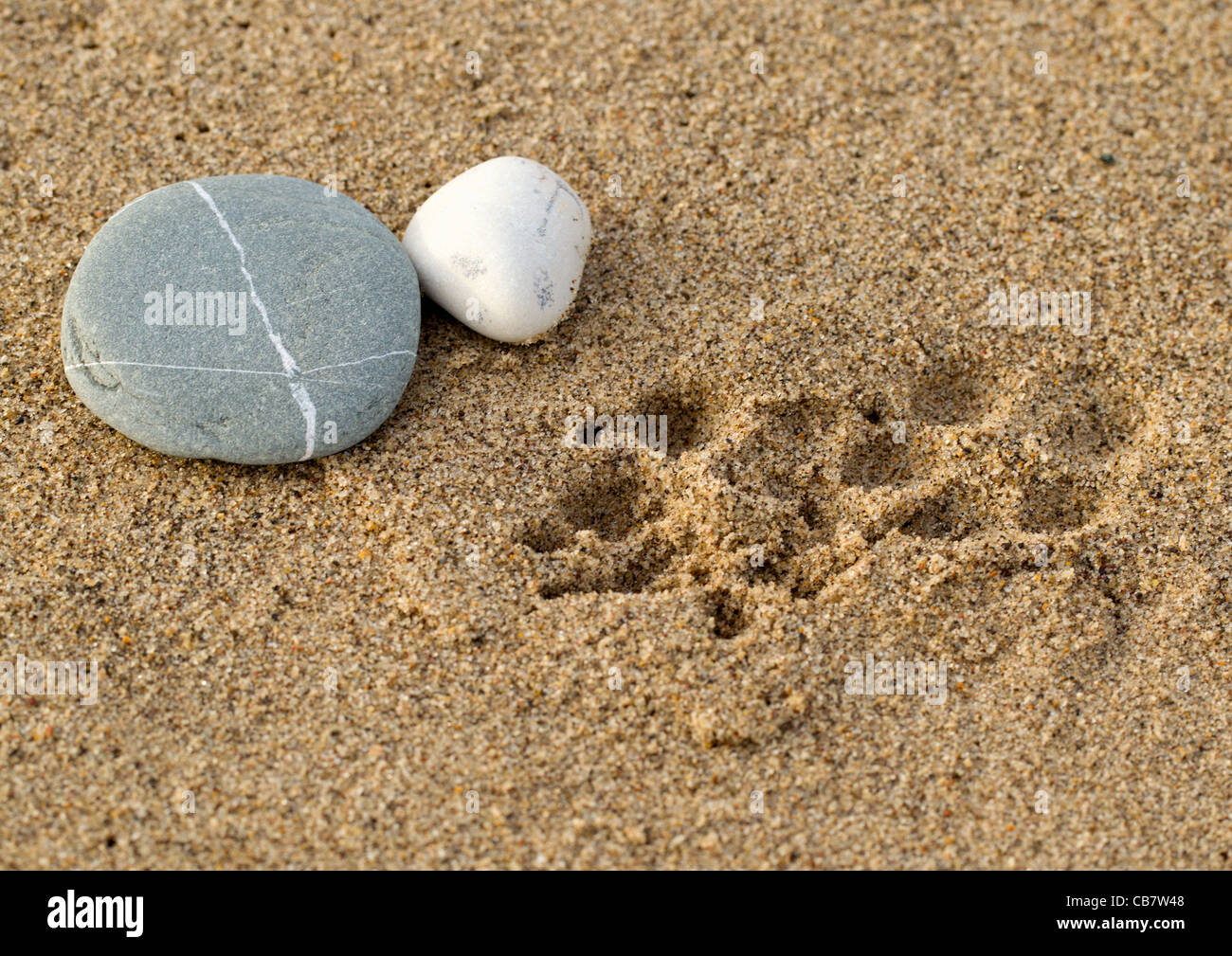 Dog footprints in the Sand pebble x Stock Photo