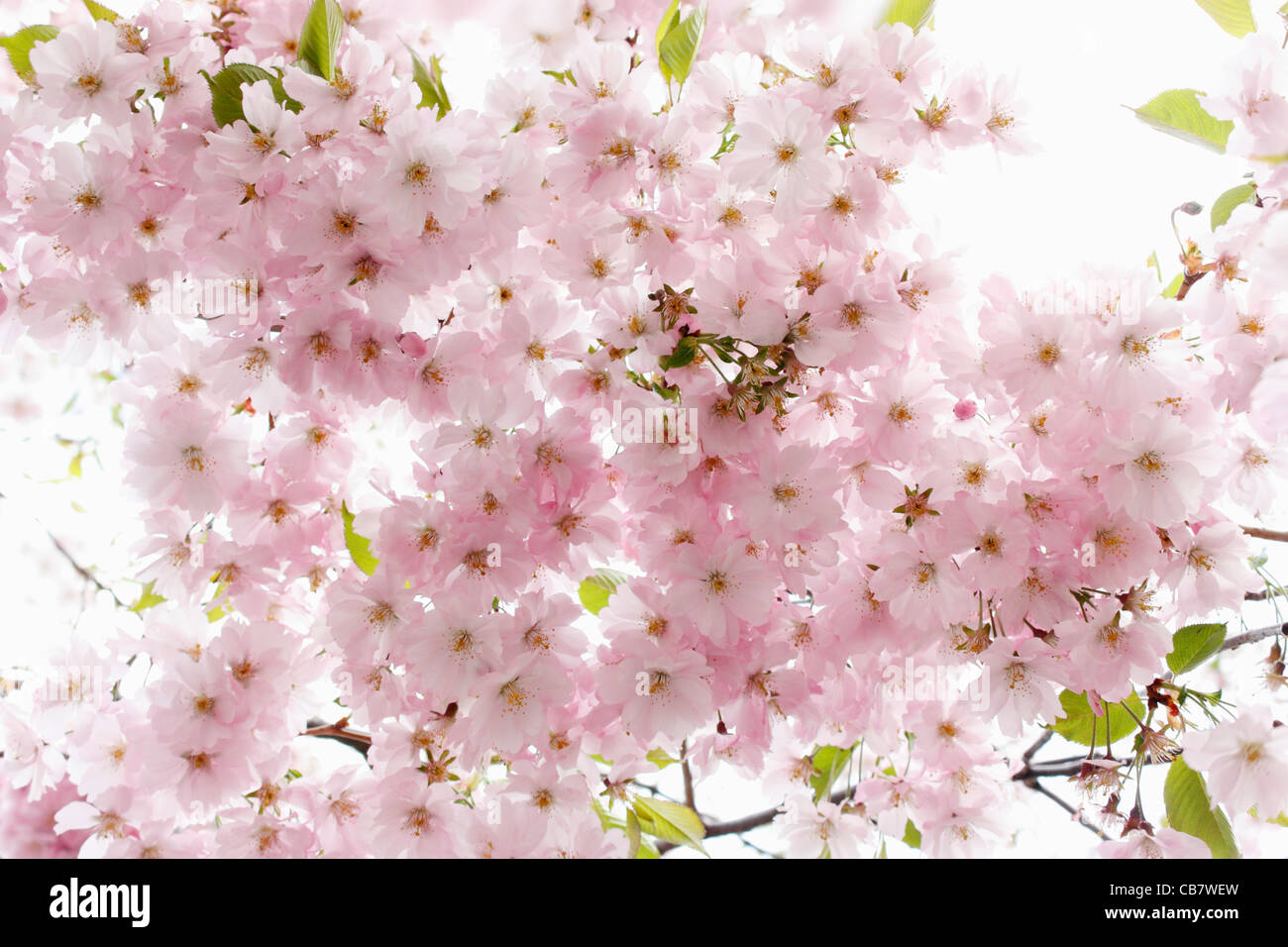Cherry blossoms Stock Photo