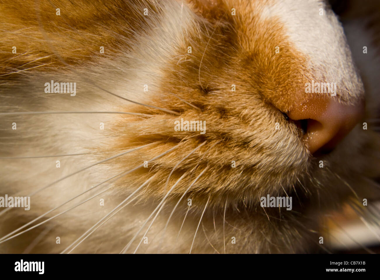 Cat's Whiskers Stock Photo