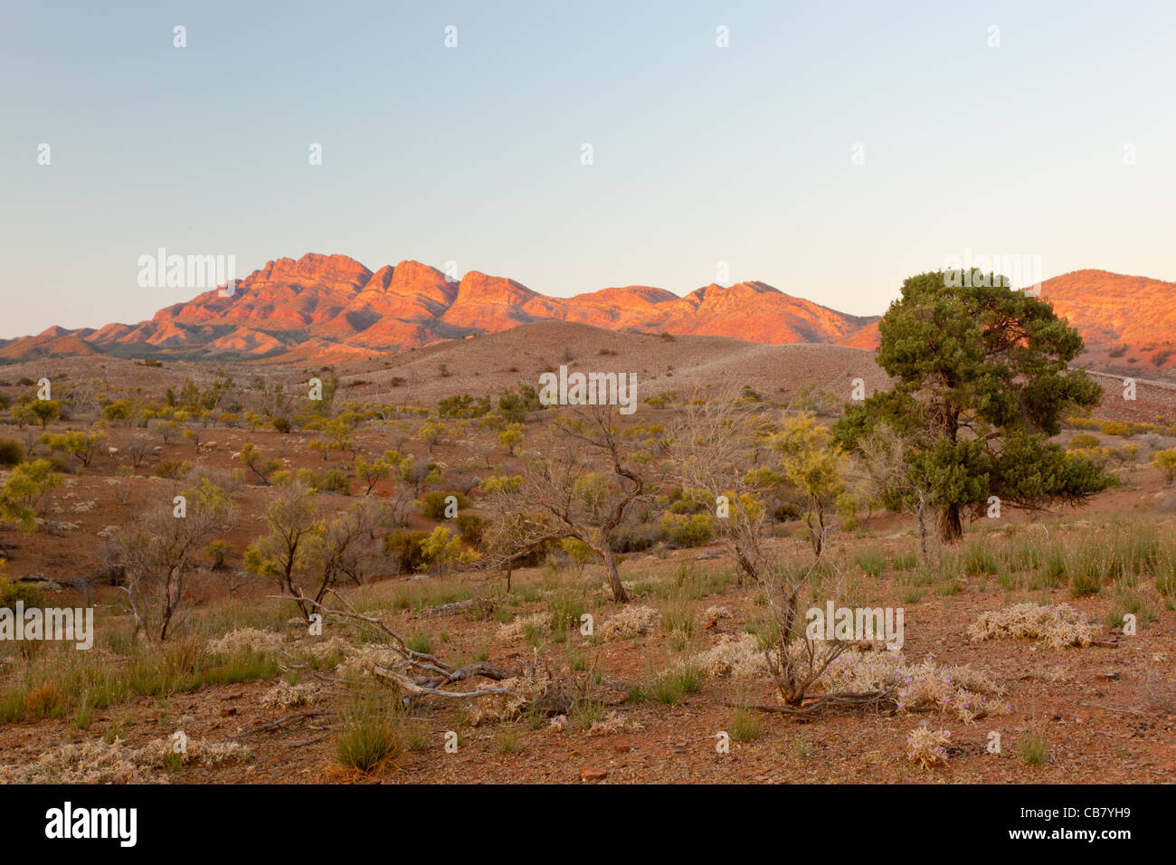 Early morning view over Arkaba Station from Moralana Scenic Drive to the Elder Range in the Flinders Ranges  in South Australia Stock Photo