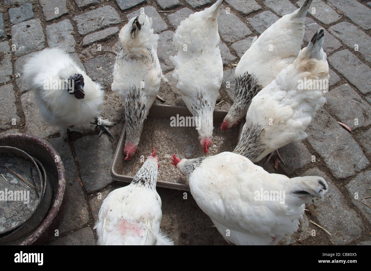 Mud hens hires stock photography and images Alamy