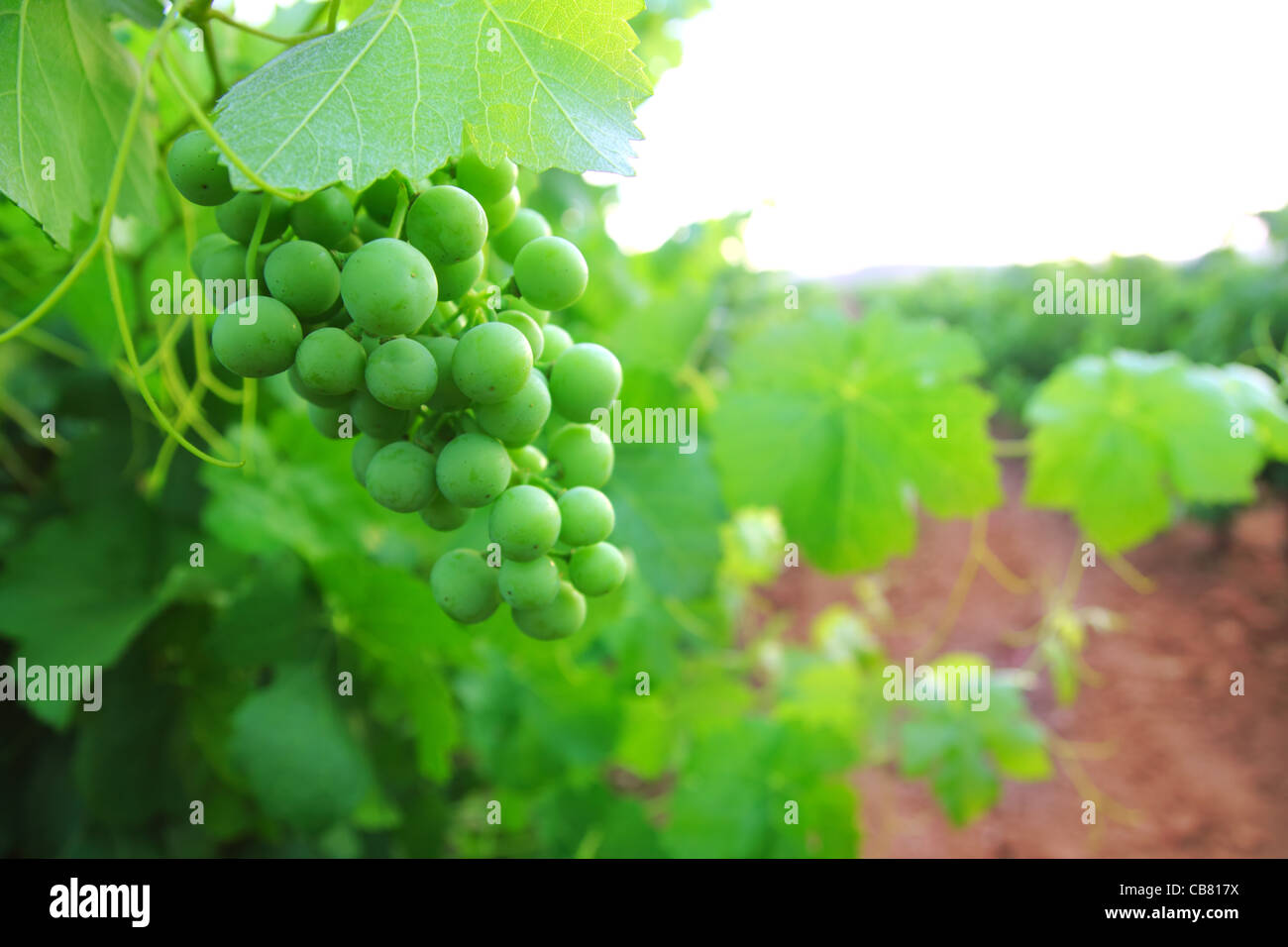 green grapefruit vineyard grapes in mediterranean Spain field