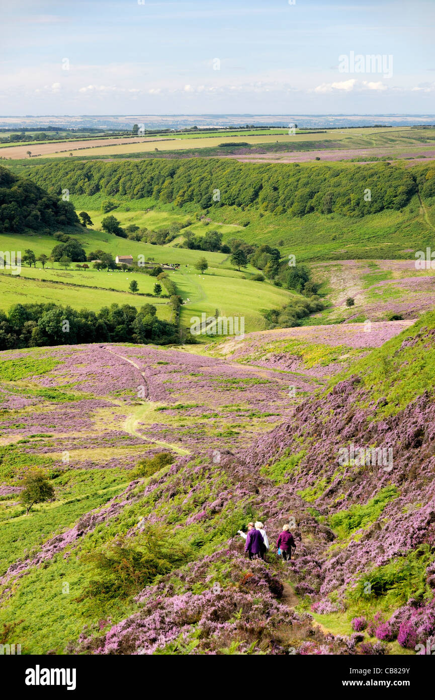 Walkers on footpath south over heather covered Hole of Horcum moor land. North York Moors National Park, England. Summer Stock Photo