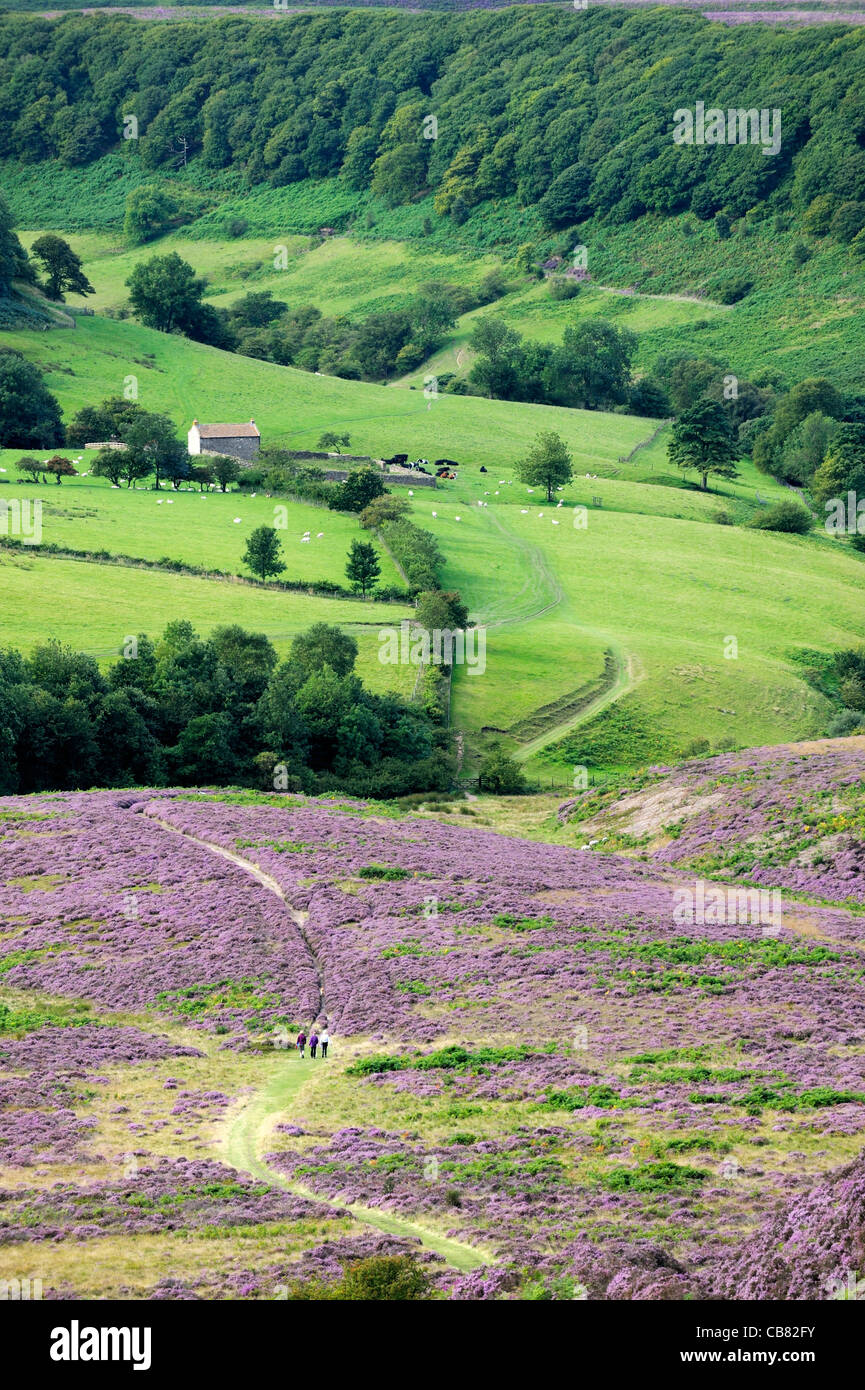 Walkers on footpath south over heather covered Hole of Horcum moor land. North York Moors National Park, England. Summer Stock Photo