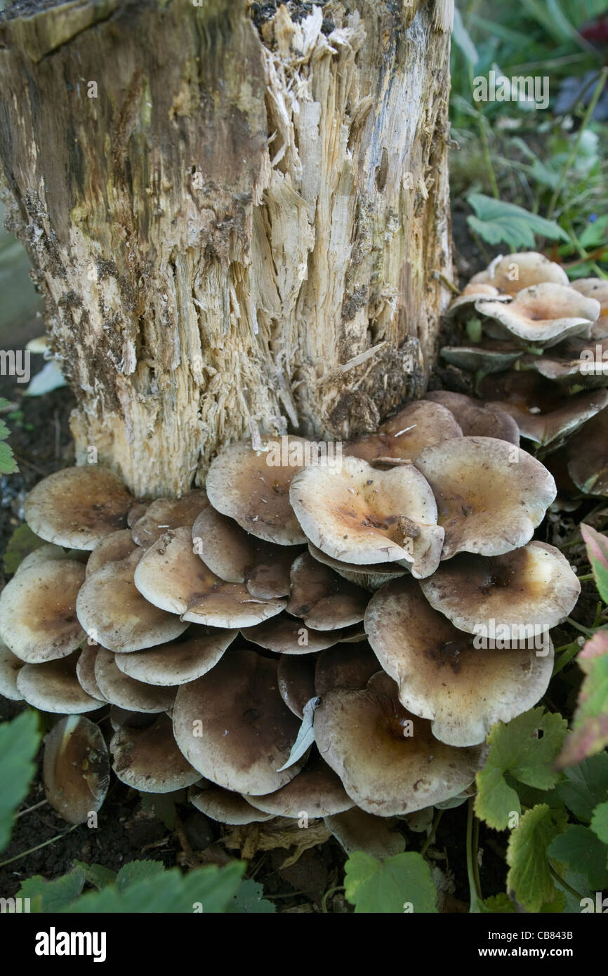 Fungi growing on rotten tree stump Stock Photo Alamy