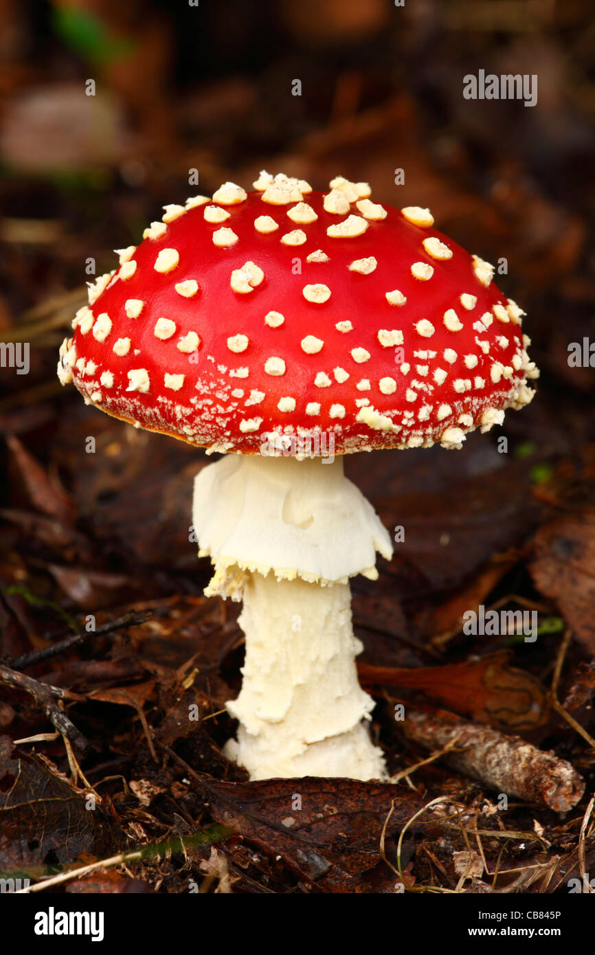 close-up-of-a-fly-agaric-mushroom-stock-photo-alamy