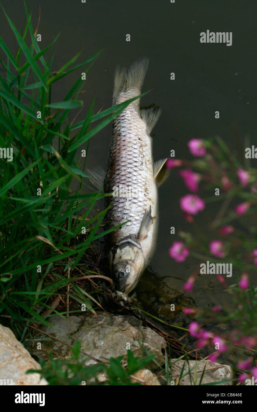 Grass carp (Ctenopharyngodon idella), fish, carp, pond, water, dead fish (CTK Photo/Marketa Hofmanova) Stock Photo