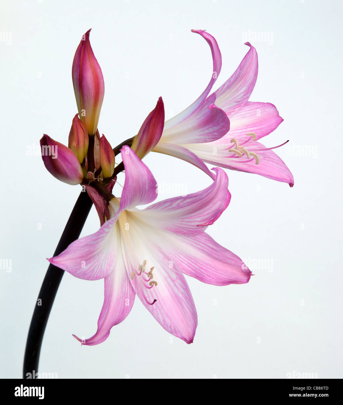 A Nerine or Guernsey Lily Stock Photo