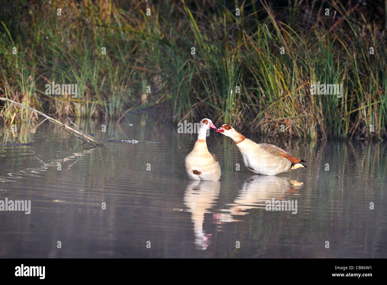 Egyptian goose - Nil goose (Alopochen aegyptiacus - Alopochen
