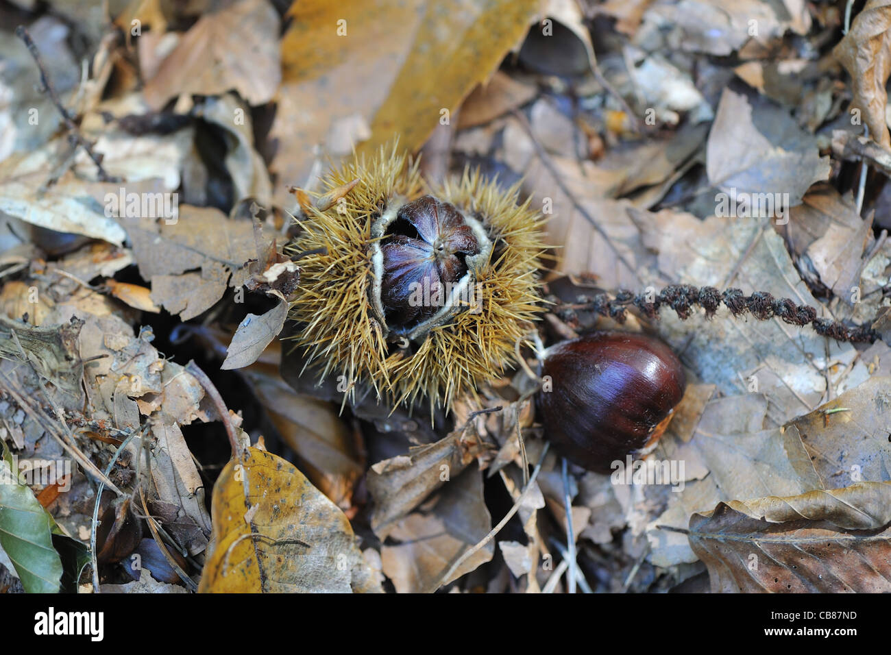 Spanish chestnut - European chestnut - Sweet chestnut (Castanea sativa) fruits on the ground in autumn Stock Photo