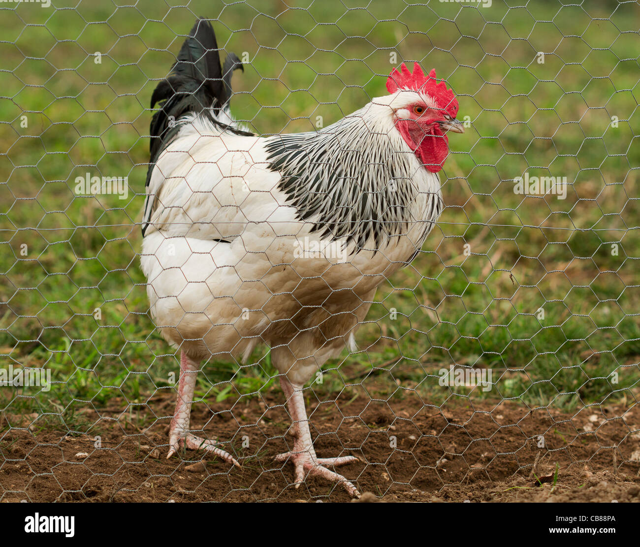A light Sussex Cockerel caged through chicken wire Stock Photo Alamy