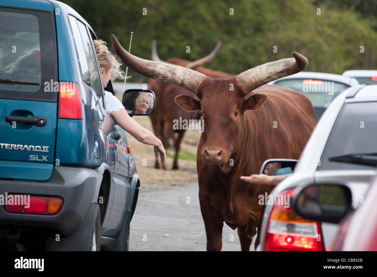 Buffalo zoo animals at a safari park being greeted by the general public, people in cars feeding and stroking the mammals. Stock Photo