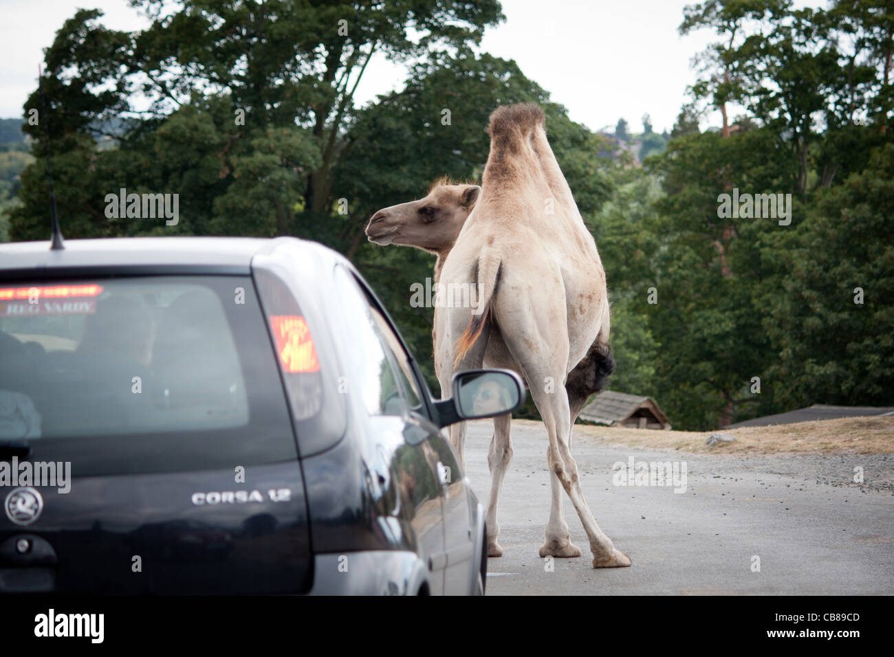 A camel stopping traffic in front of a car, a zoo animal walking away freely at a safari park. Stock Photo