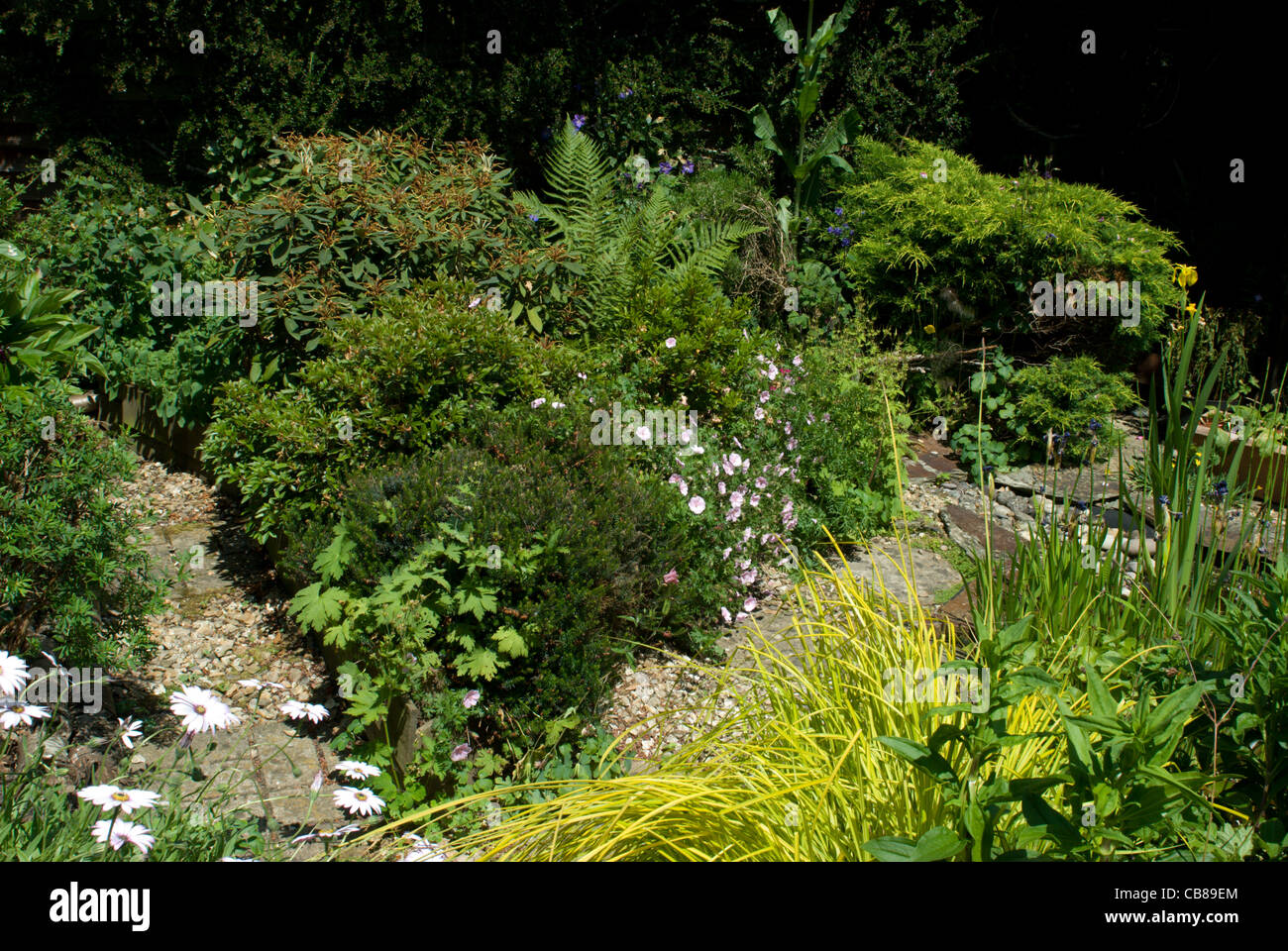 Cottage garden herbaceous perennial plants give a long lasting display through the summer Stock Photo