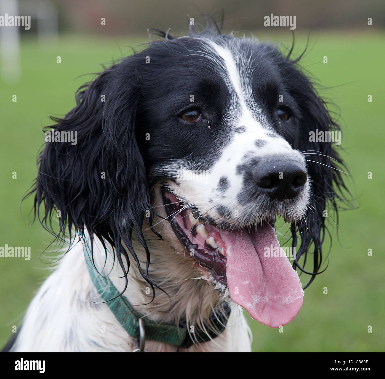 Black And White Springer Spaniel High Resolution Stock Photography And Images Alamy