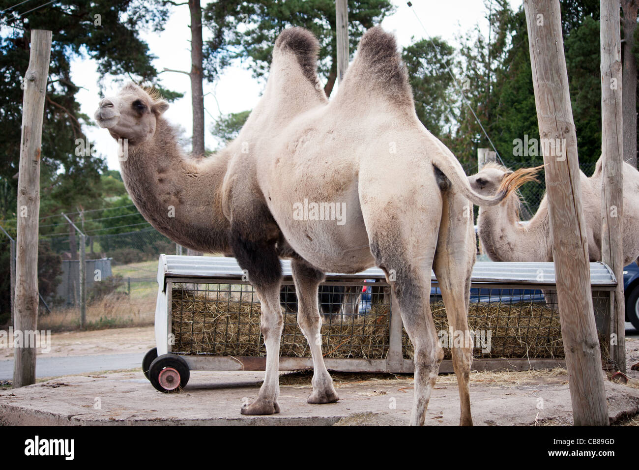 A camel zoo animal walking away freely at a safari park Stock Photo - Alamy