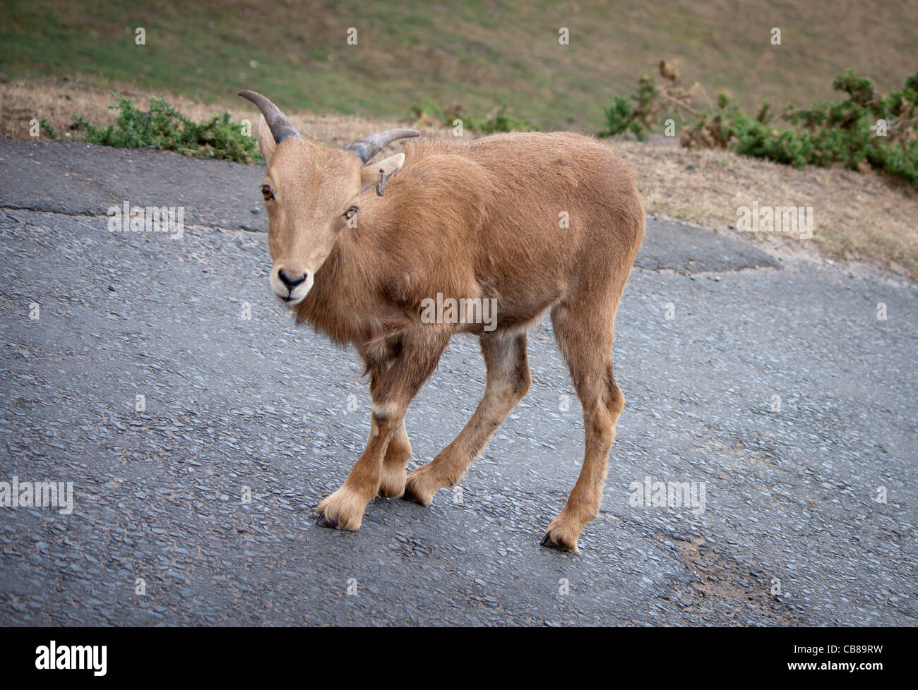 A variety of zoo animals walking away freely at a safari park, some are