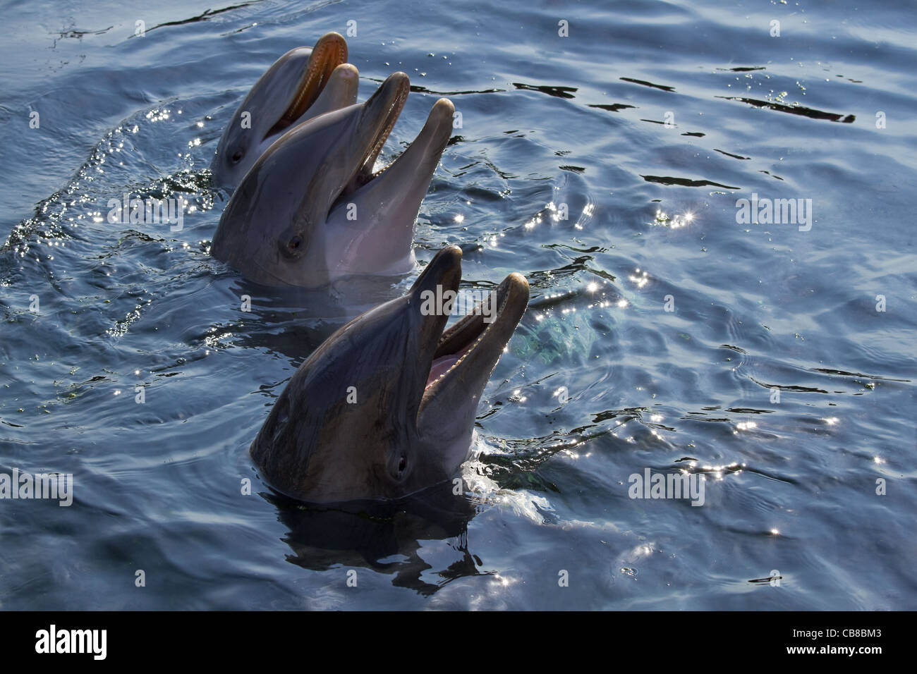 Three Bottlenose Dolphins swim with a group of reef fish