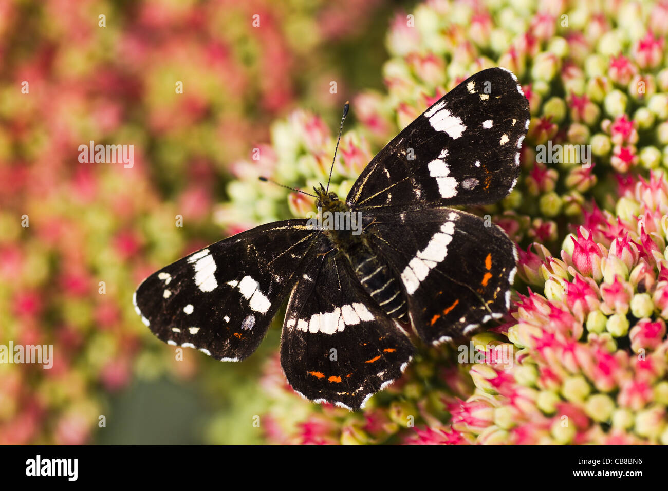 Dark colored summer generation of Map butterfly or Araschnia levana on Sedum flowers in autumn Stock Photo