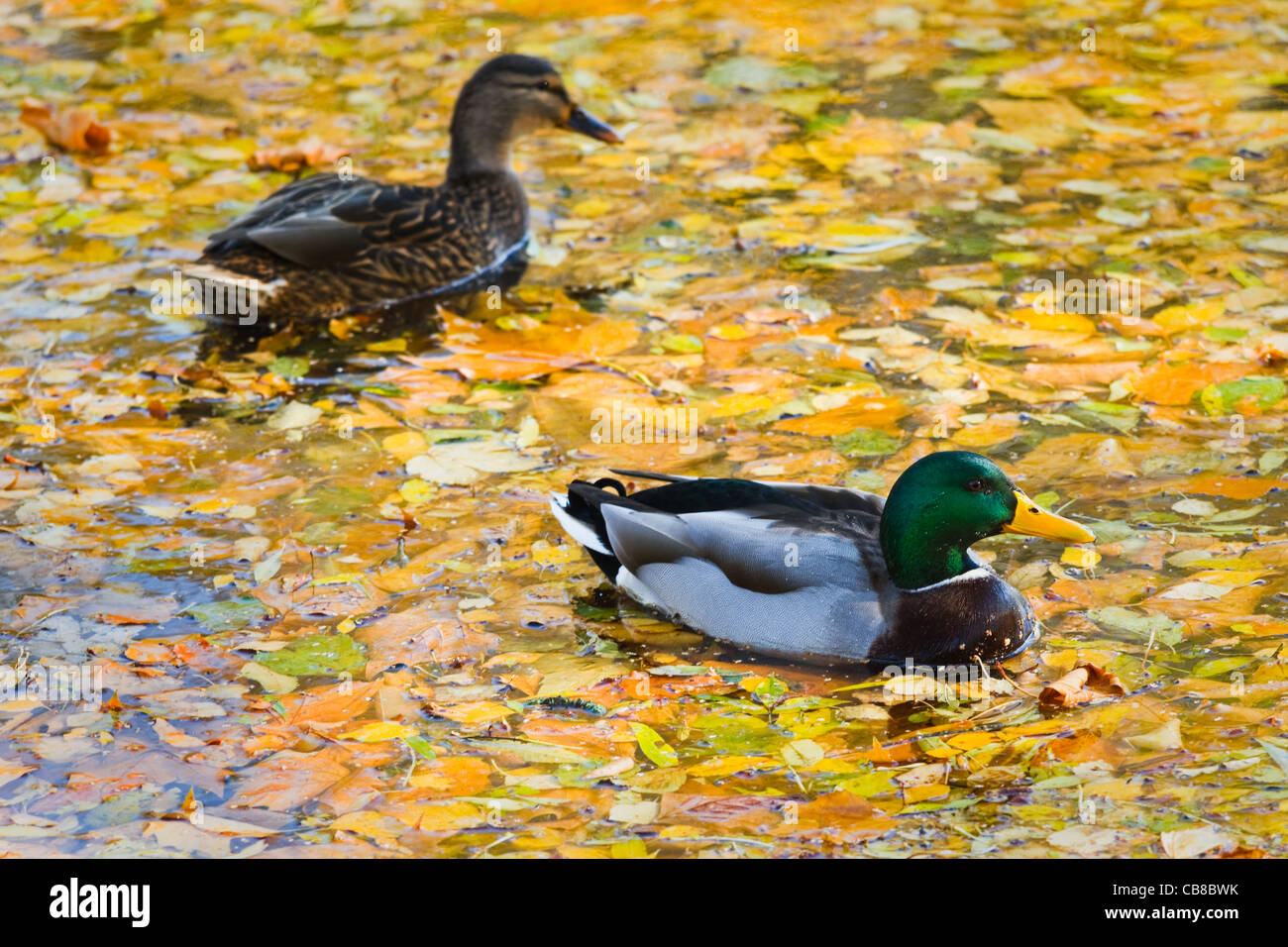 Couple Mallards or Wild Ducks in autumn swimming between yellow fallen leaves Stock Photo