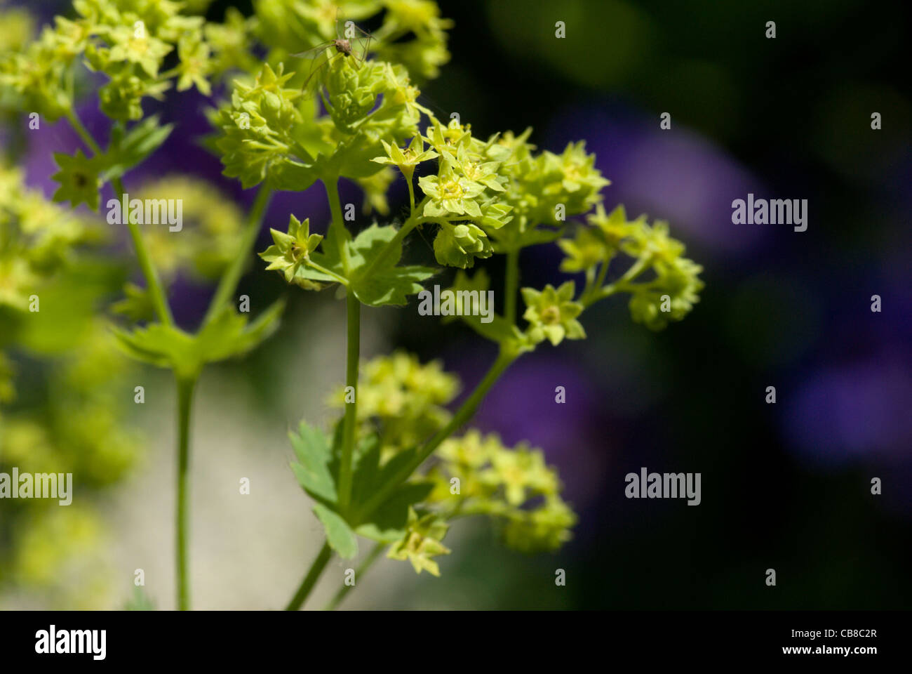 Tiny starry pale green flowers open on an Alchemilla mollis or Lady's Mantle Stock Photo