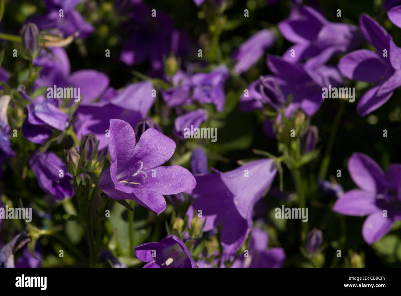 Bell-shaped blue blooms of a Campanula Stock Photo
