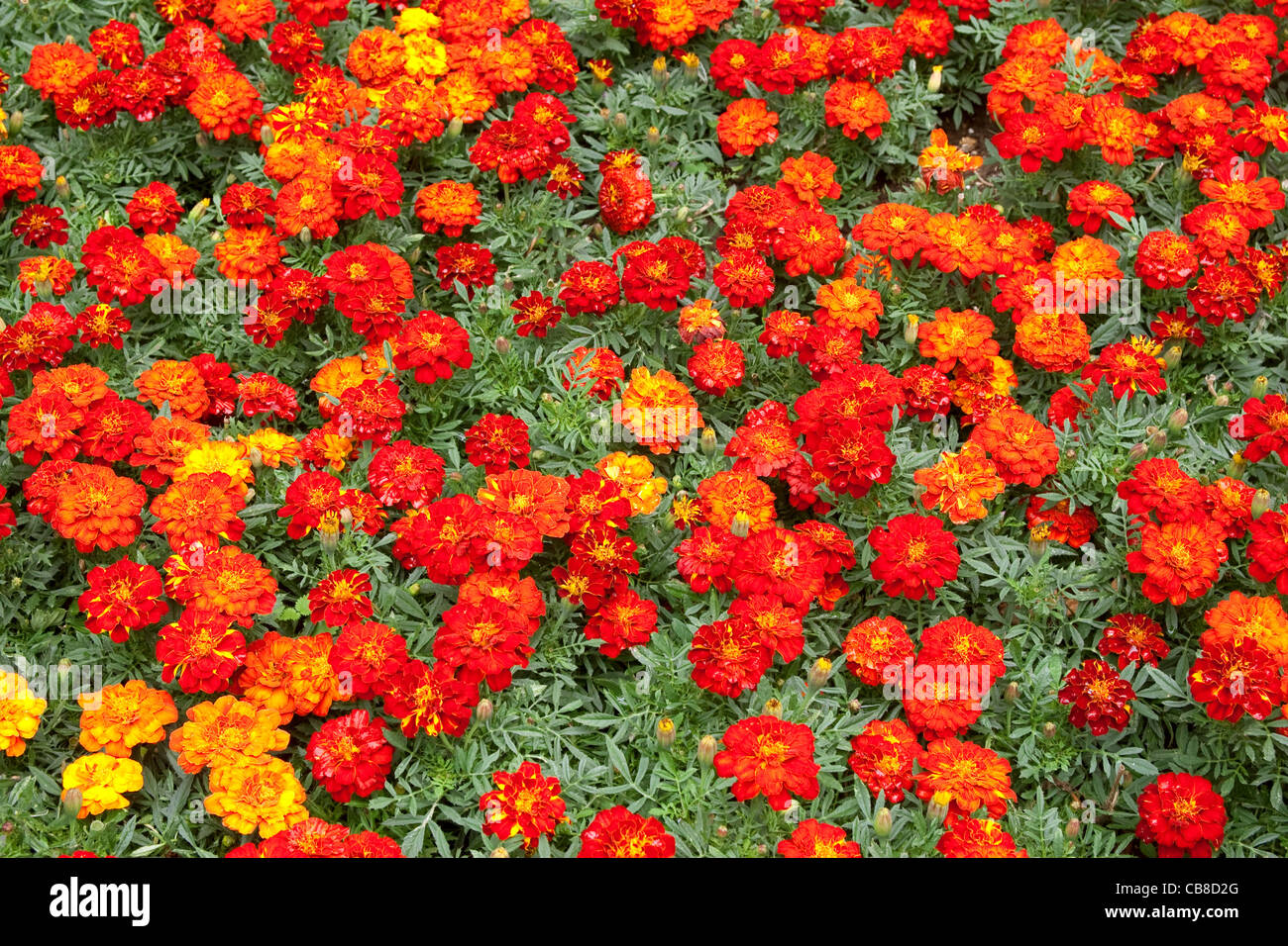 Red French Marigolds Stock Photo