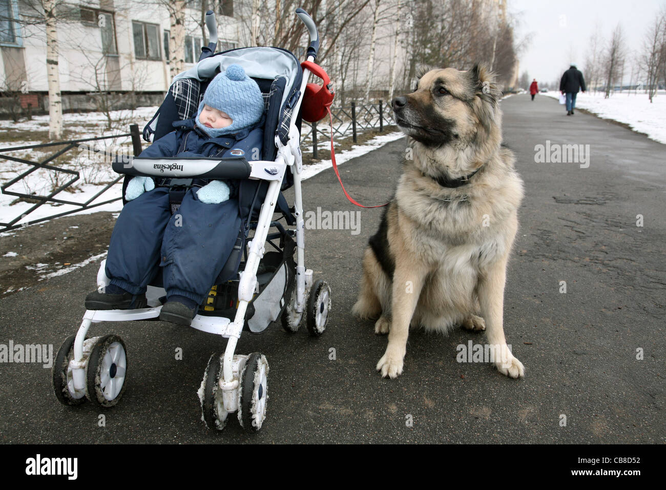 Baby caucasian cheap shepherd