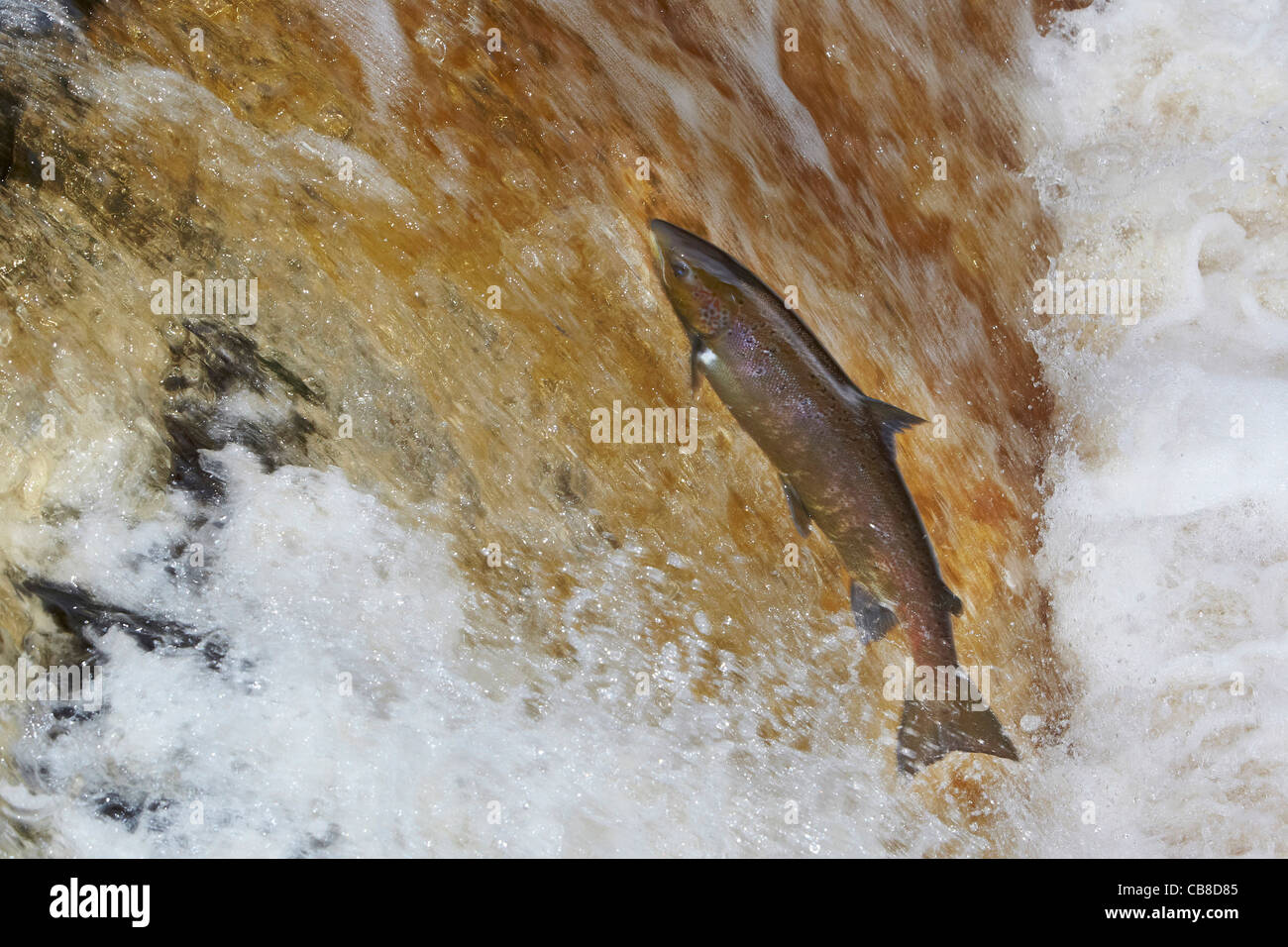 Wild Atlantic Salmon, Salmo salar leaping upstream on the River Ribble